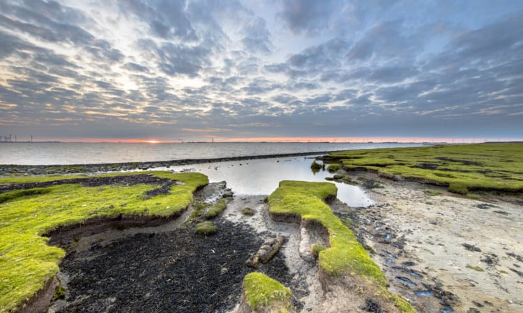 ecologie en economie eemsdelta