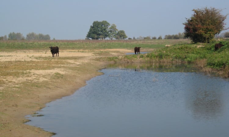 Toekomstagenda voor de Oostvaardersplassen