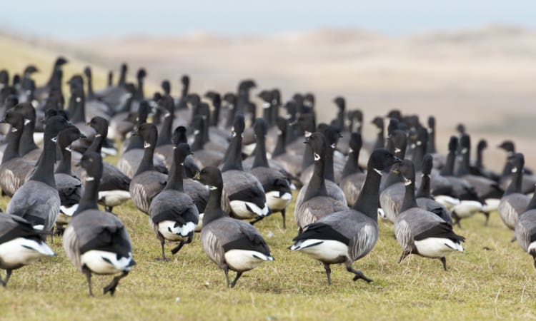 Evaluatie Zuid-Hollands ganzenbeleid