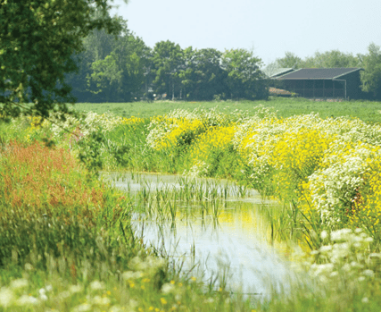 Wing bloeit teamontwikkeling en ambities