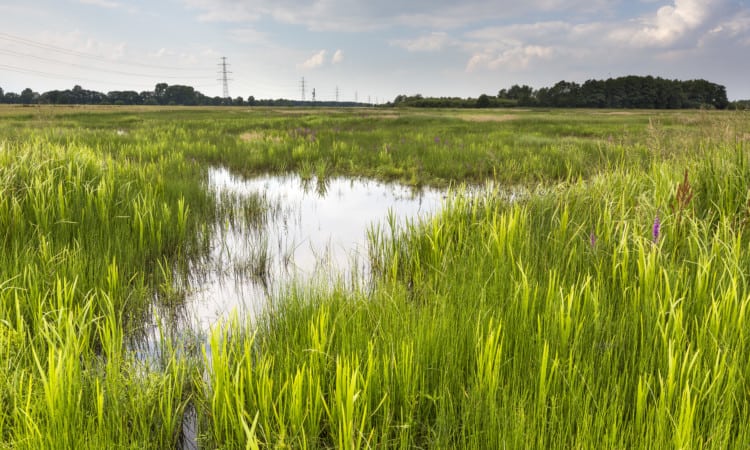 Natte natuur als klimaatbuffer coalitie