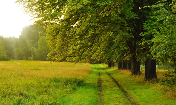 Gelderse aanpak voor bomen en bossen