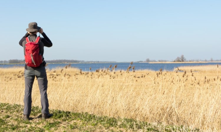 Wandelaar bekijkt vogels in nat natuurgbied