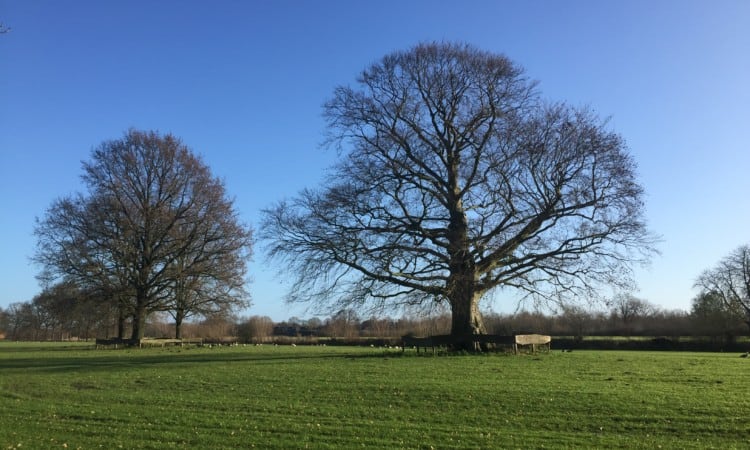 De waarde van bomen verkennen Overijssel