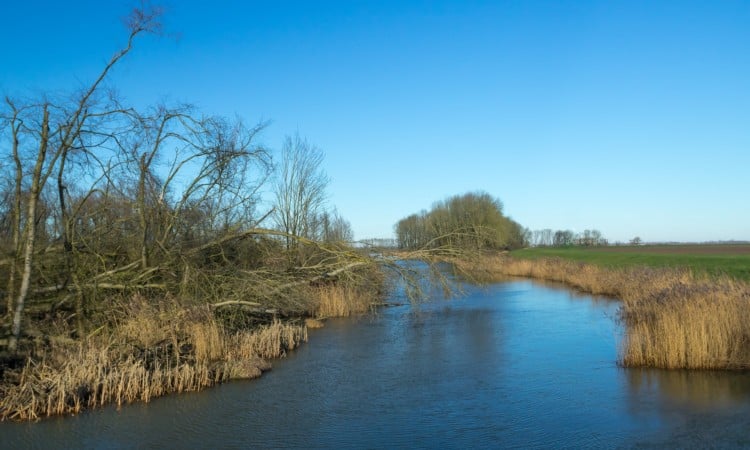 Effect van stikstofdepositie op kwetsbare natuur