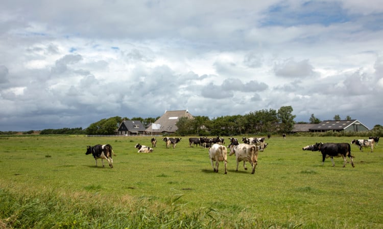 Biodivers boeren op Schiermonnikoog