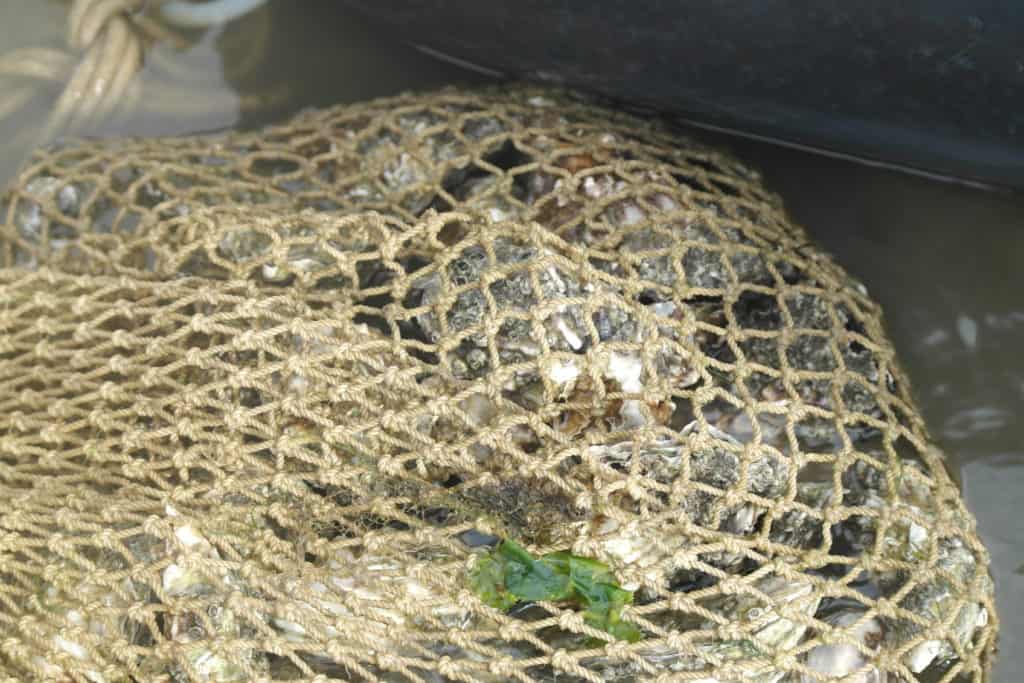 Vrijwel alle Nederlandse visserijsectoren hebben akkoorden met overheden en natuurorganisaties gesloten over hun activiteiten in Natura2000-gebieden in de Wadden- en Noordzee. 