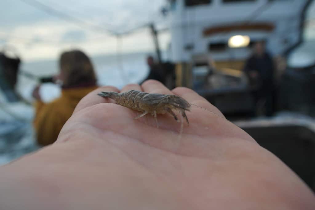 Vrijwel alle Nederlandse visserijsectoren hebben akkoorden met overheden en natuurorganisaties gesloten over hun activiteiten in Natura2000-gebieden in de Wadden- en Noordzee. 