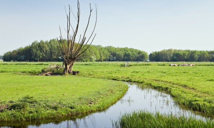 Weiland met sloot, koeien en boom