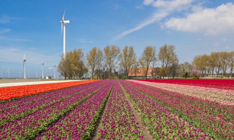 Tulips, wind turbines and a farm in Holland