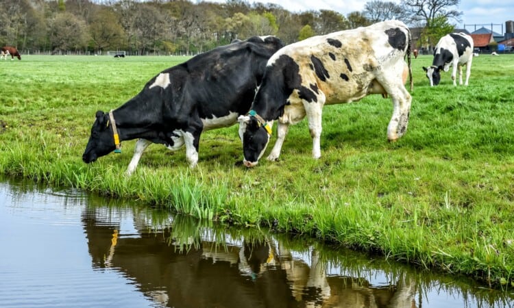 Typical Dutch landscape with cows by the waterTypisch Nederlands landschap met koeien aan het water. Netherlands, Holland, Europe
