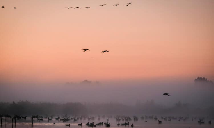 Ilperveld